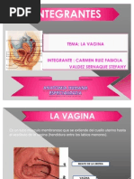 Diapositivas de Vagina