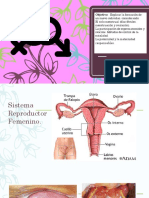 Ciclo Menstrual 7 Básico