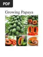 Papaya Growing