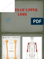 Bones of Upper Limb 11423 Ant-T 21-06-2021