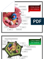 Célula Animal, Vegetal, Organelos y Sus Funciones