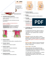 Músculos Do Diafragma Da Pelve