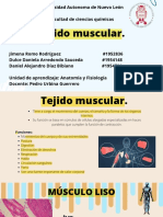 Tejido Muscular