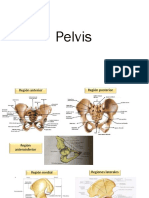 Pelvis