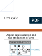 Urea Cycle