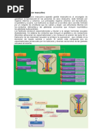 Sistema Reproductor Masculino