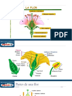 Clase 15 - Flor Clasificación