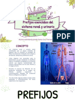 PREFIJOS SISTEMA RENAL Y URINARIO - Kimberly