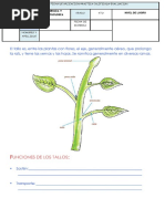 El Tallo para Cuarto Grado de Primaria