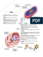Lectura Sobre La Célula