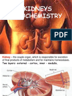 Kidneys Biochemistry