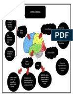 Esquema Corteza