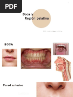 Boca y Región Palatina