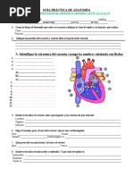 GUIA PRÁCTICA ANATOMIA-Ap Cardio, Digest, Urina