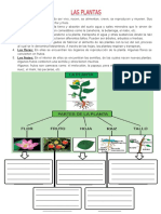 Las Plantas y Sus Clases