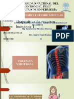 Traumatismo Vertebro Medular