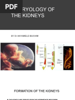 Embryology of The Kidneys