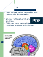 Anatomia Del Diencefalo