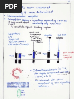 T Lymphocytes Immunology)