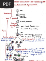 T Cell Maturation