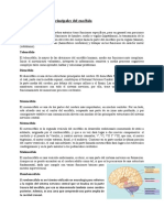 Resumen - Las 5 Divisiones Principales Del Encéfalo