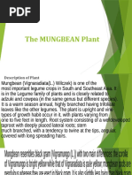 The Mungbean Plant