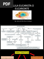 Celula Eucariota