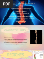 Columna Vertebral Yarid