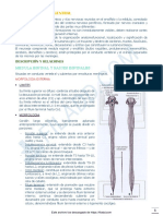 5 - Niveles Segmentarios Del Sistema Nervioso