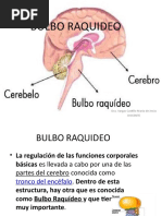 Bulbo Raquideo 1