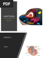 Anatomia 1