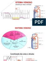 Sistema Venoso: Constituído Por Veias e Vênulas