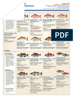 Florida Recreational Saltwater Fishing Regulations: Reef Fish