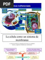 Organelos Membranosos