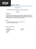 Práctica #06 Observación de Algas, Protozoarios y Hongos Microscopicos