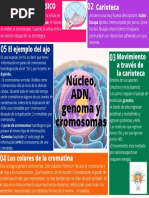 Núcleo, ADN, Genoma, Cromosomas