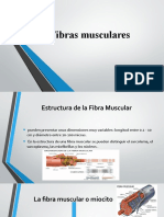 03fibras Musculares