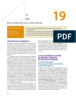 CAPÍTULO 19. Metabolismo Del Glucógeno.