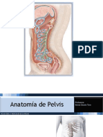 Pelvis Osea y Musculos de La Pelvis