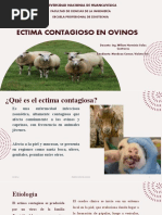 Ectima Contagioso en Ovinos