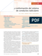 Limpieza y Conformacion Del Sistema de Conductos Radiculares