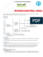 3°sec-Sistema Nervioso Central