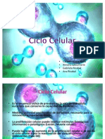 Ciclo Celular