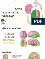 Estructura Externa