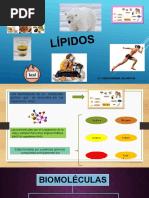 Lipidos