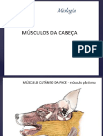 Musculos Da Cabeça