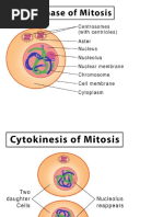 Interphase