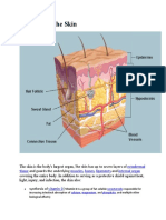 Anatomy of The Skin: Ectodermal Tissue Muscles Bones Ligaments Internal Organ