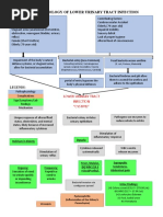 Pathophysiology of Lower Urinary Tract Infection