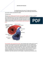 Anatomy and Physiology Cardiovascular System The Heart